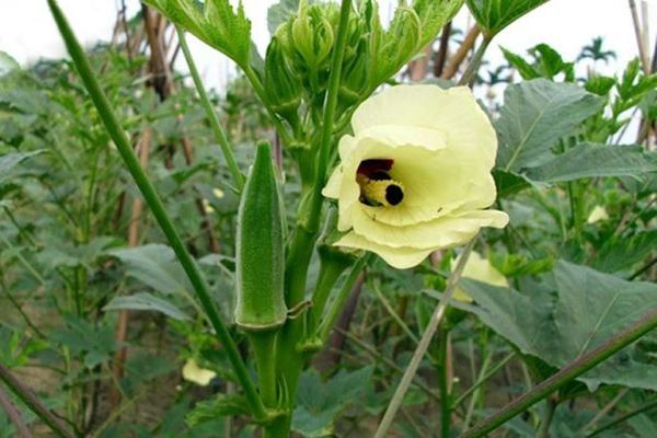 오크라 심기: 시기와 조건