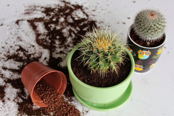 선인장과 다육식물을 위한 토양 선택을 위한 팁