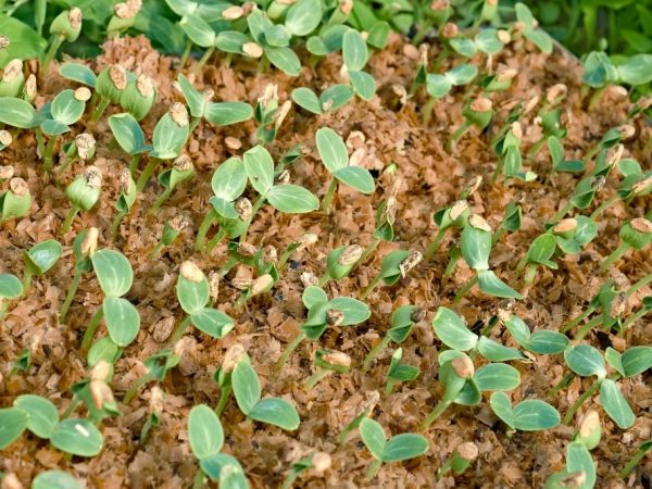 톱밥으로 오이를 재배하는 일본식 방법