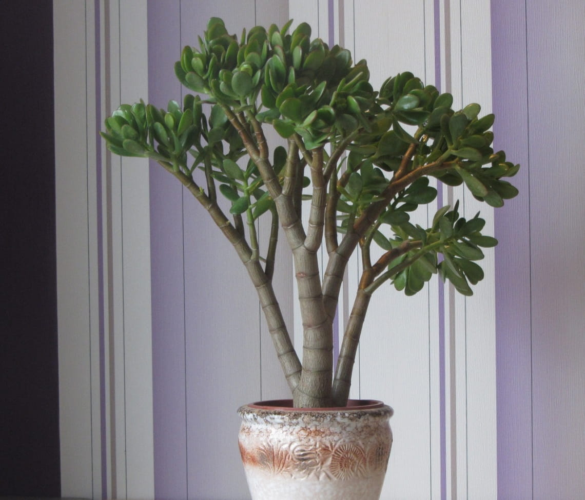 돈나무: 가정 관리, 유지 관리 요구 사항, 번식 방법 및 잠재적 어려움