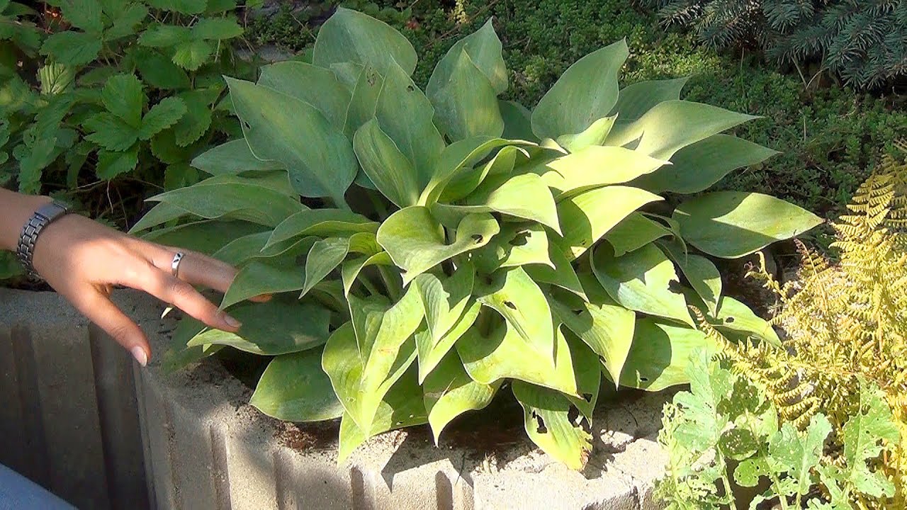 호스타: 열린 땅에서 겨울을 준비하는 방법, 덮는 방법, 재료 선택 및 유용한 팁