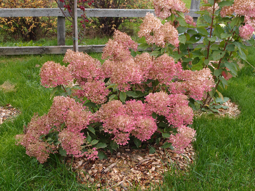 겨울을 대비한 수국 준비