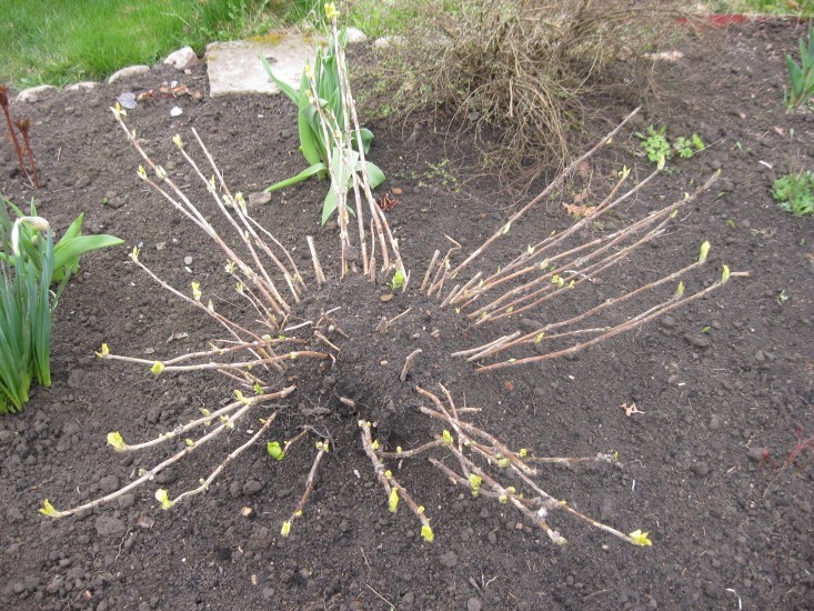 겨울 이후 수국 복원