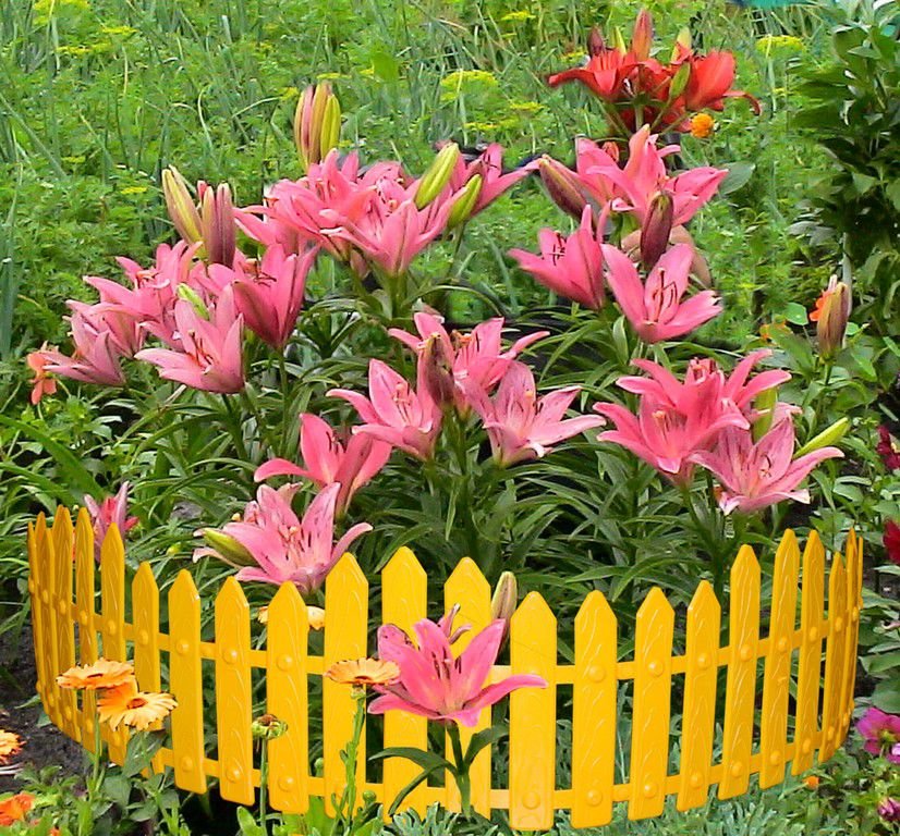 식물이 있는 화단