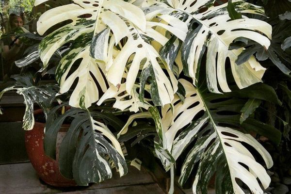 몬스테라 바리에가타