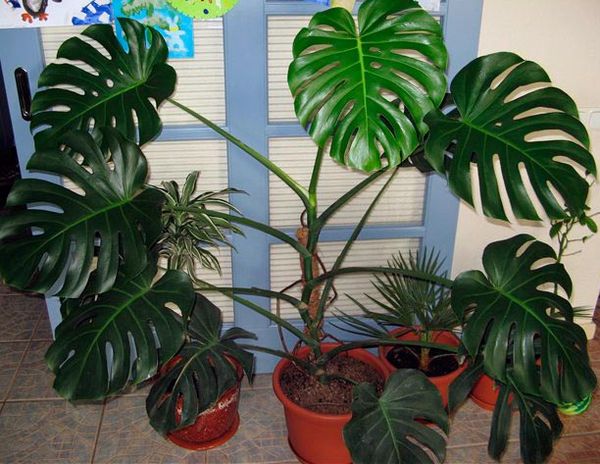 몬스테라와 그 품종