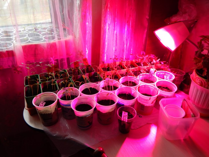 램프로 묘목에 불을 붙이기