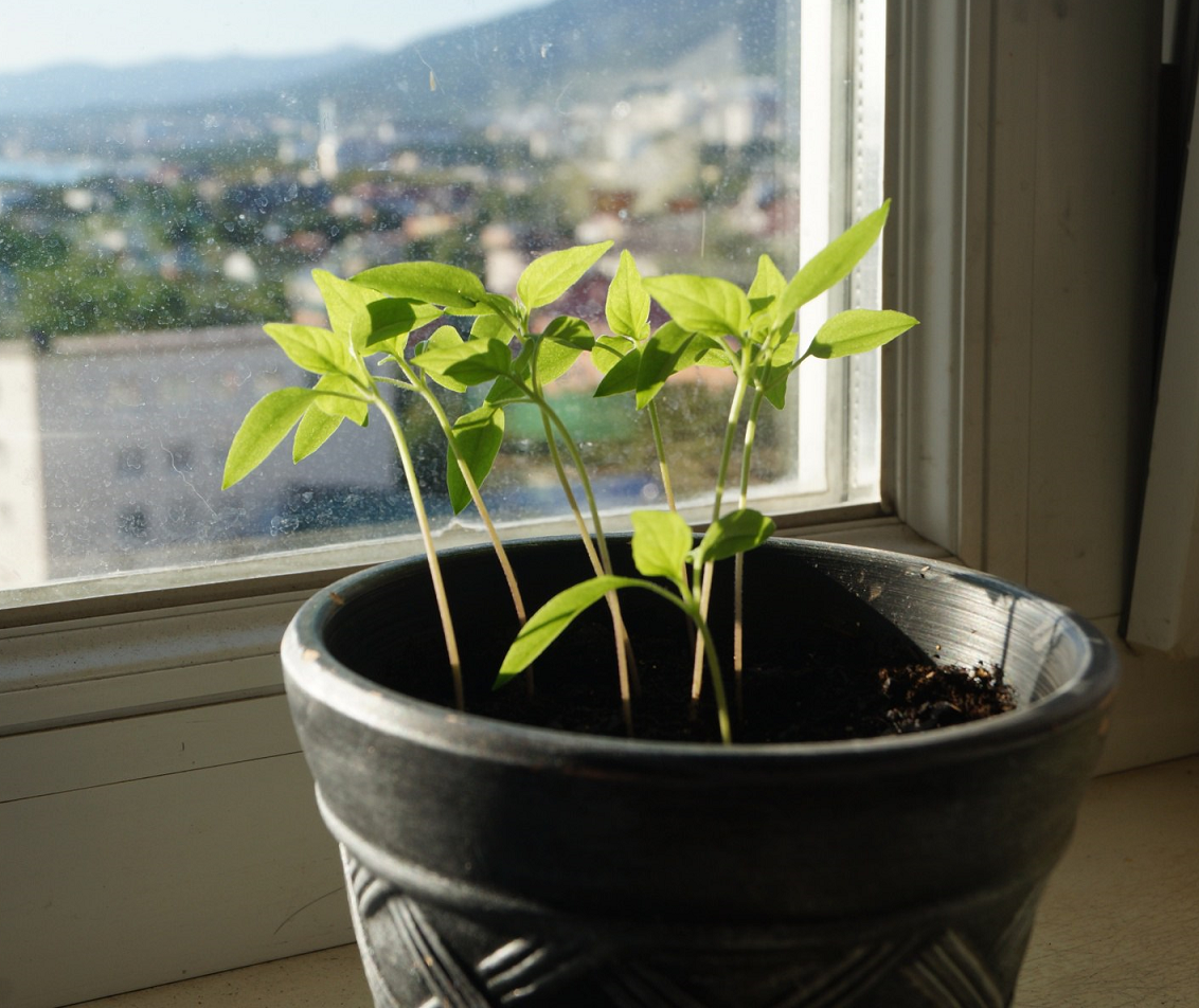 고추 토양 수분