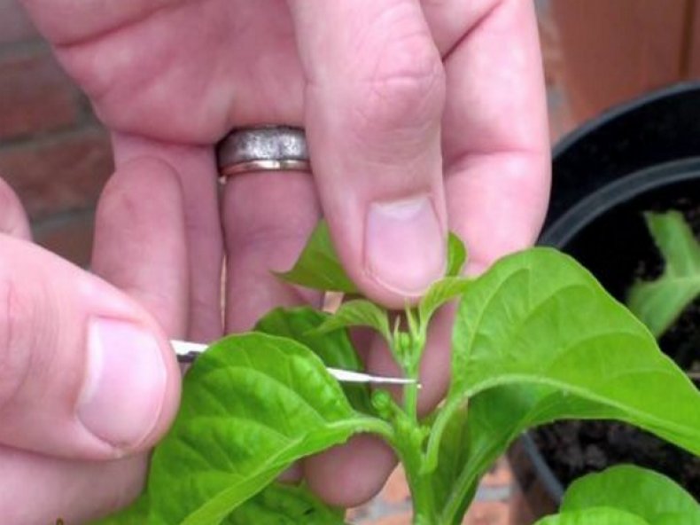 윗부분을 꼬집어내다