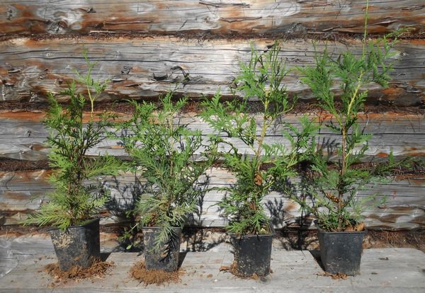 측백나무의 번식