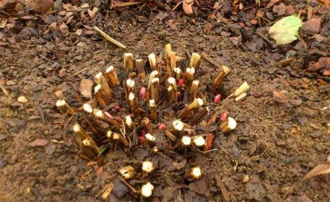 겨울철 모란: 휴면기의 특징, 가을철 꽃 관리, 서리에 대한 준비 및 보호소의 필요성