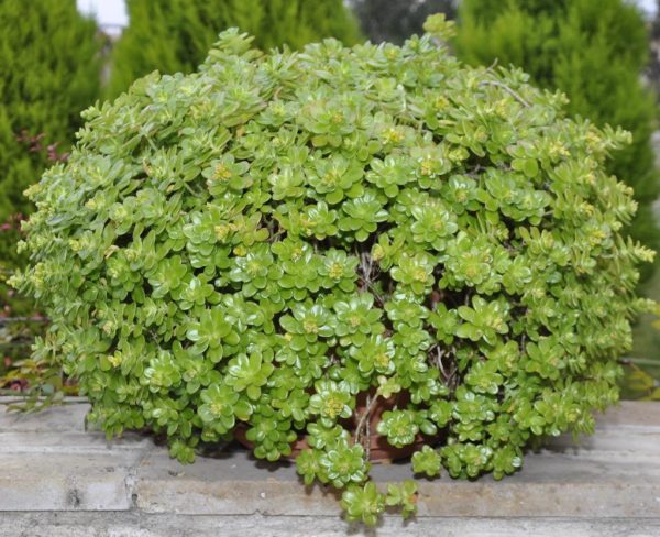 가정용 돌나물 품종