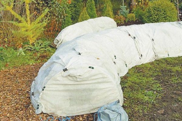 겨울 동안 덮인 모란