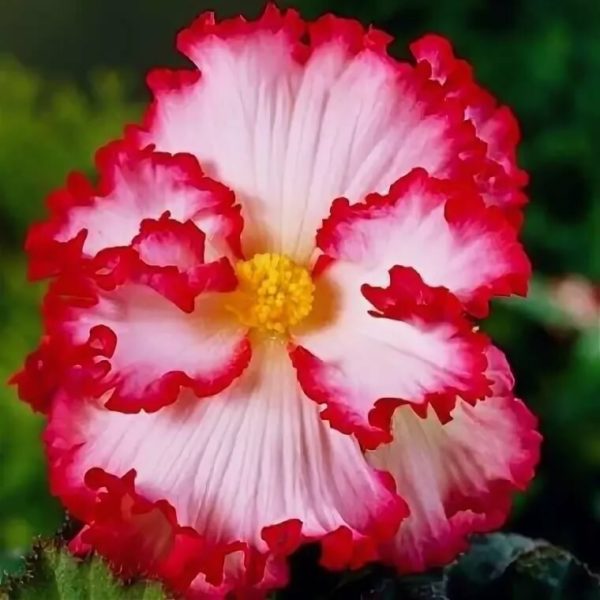 크리스파 마르기나타