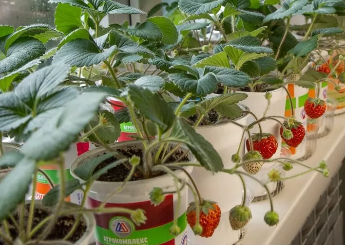 창턱에서 딸기를 키우는 방법