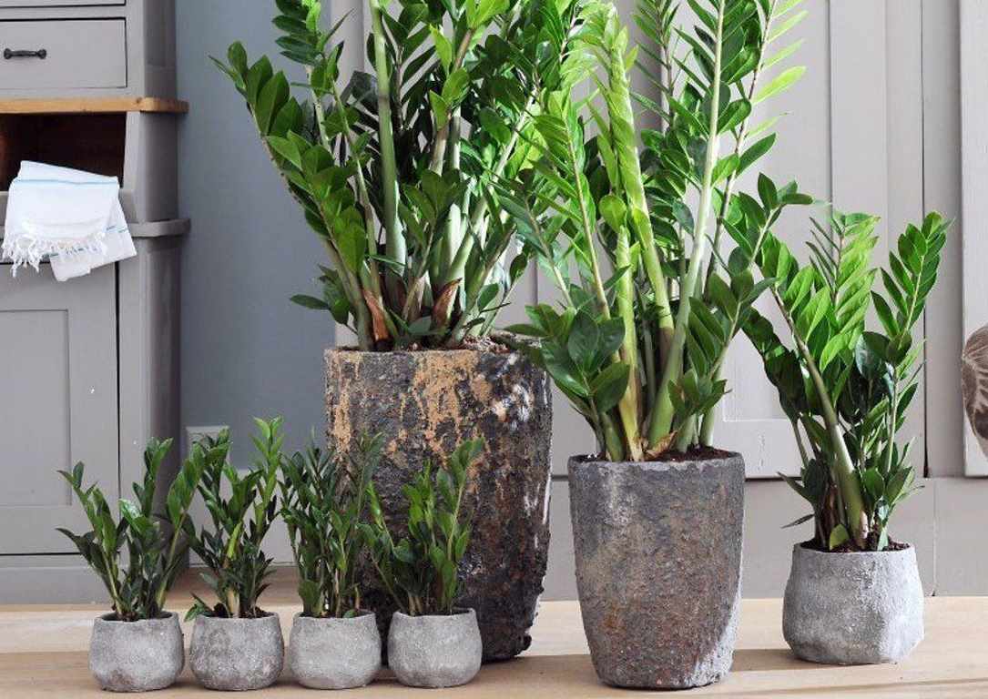 자미오큘카스 관리의 특징