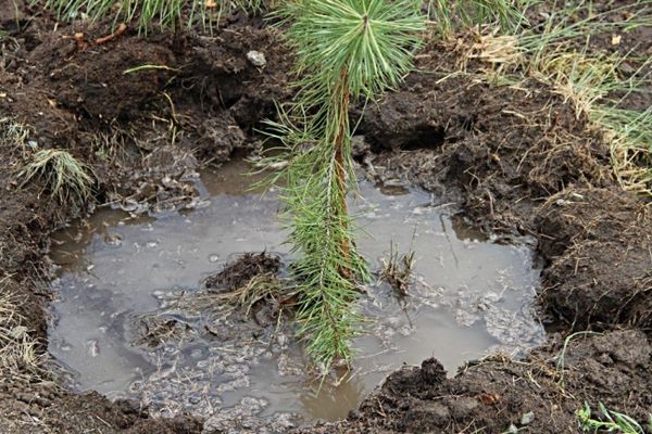 숲에서 소나무를 밭으로 옮기는 방법