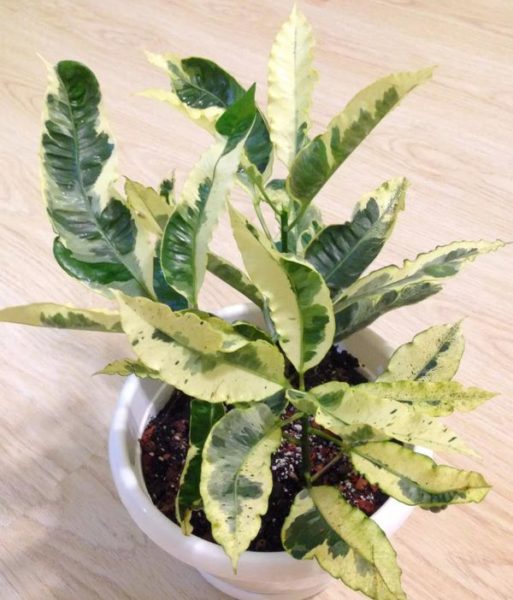 코디에움 '타마라'