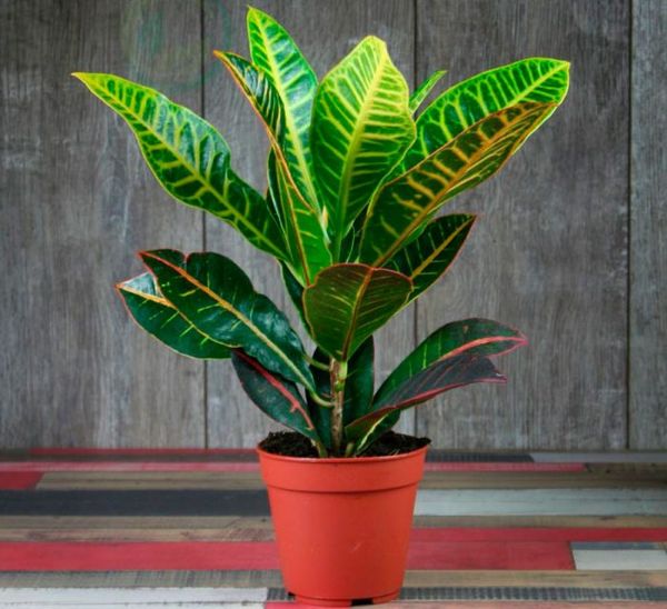 코디움 또는 크로톤