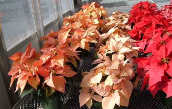 포인세티아 조명