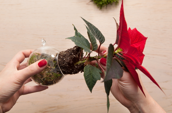 포인세티아 이식