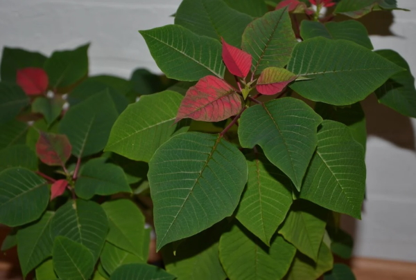 puansetija ne cvetet