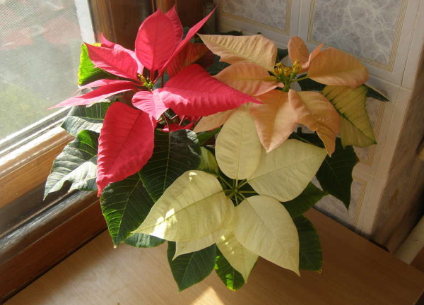 푸안세티야-나-오크네