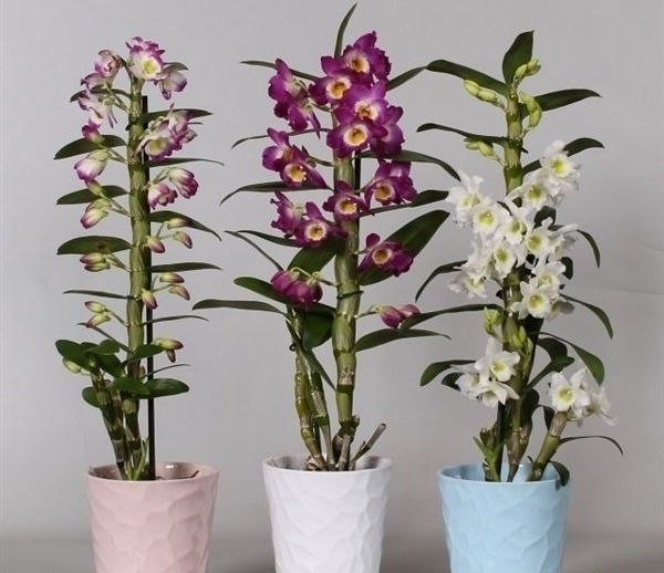 덴드로비움: 난초의 특징