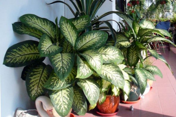 디펜바키아 품종