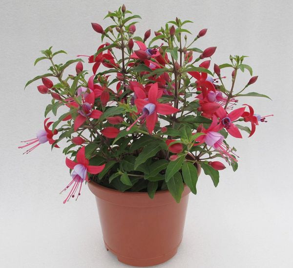 푸시아: 꽃 사진