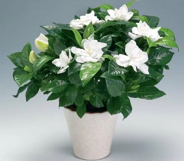 가데니아 자스미노이데스