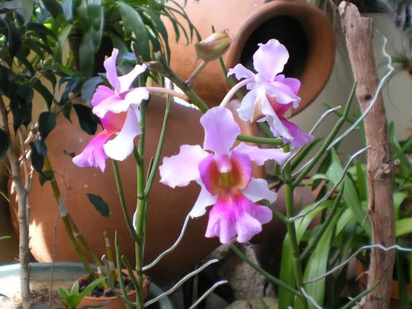 발코바타야 반다