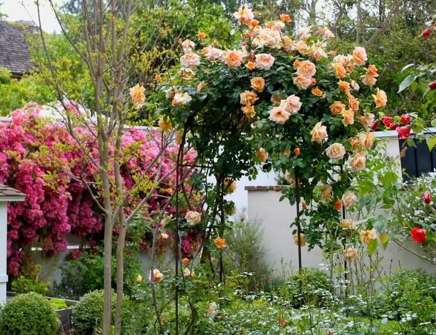 정원 디자인에 덩굴장미를 활용하는 방법