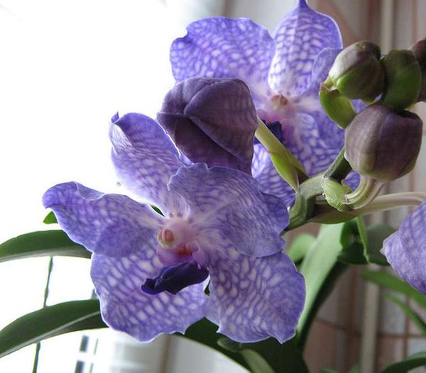 완다 로스차일드