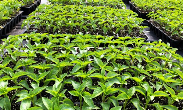 온실 속의 고추