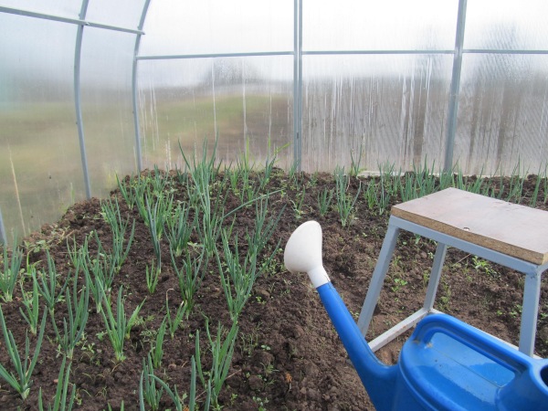 온실 속의 양파