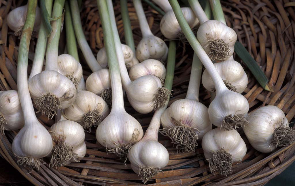 마늘