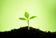 음력 4월에 토마토 모종을 이식합니다.