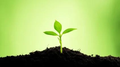 음력 4월에 토마토 모종을 이식합니다.