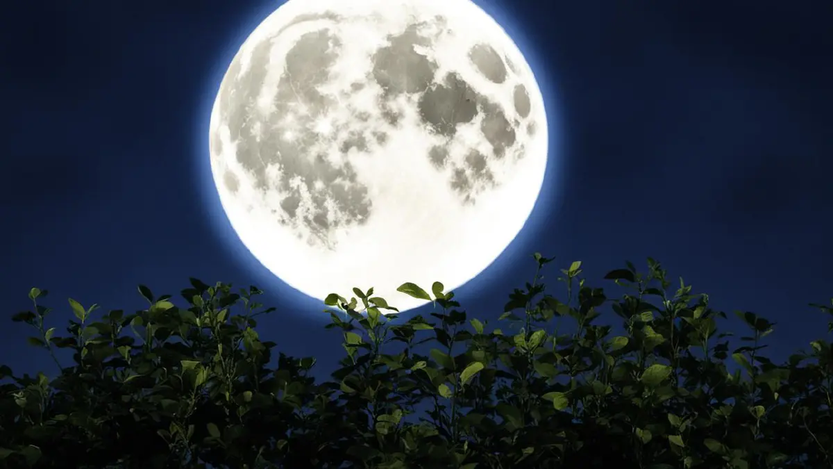 크고 밝은 달을 배경으로 한 식물들