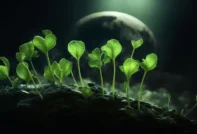 달을 배경으로 한 새싹