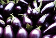 가지 모종을 심는 시기