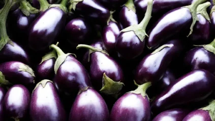 가지 모종을 심는 시기