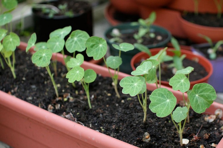 나스투르튬 모종