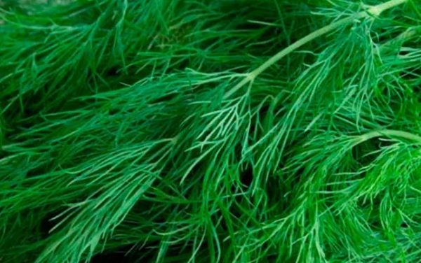 레스노고로드스키