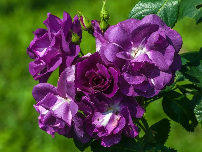 랩소디 인 블루