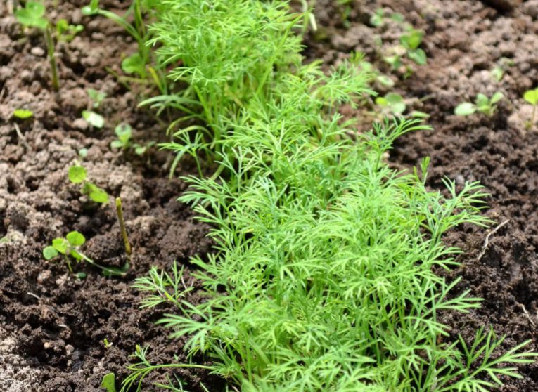 열린 땅에서 빠르게 싹이 트도록 딜을 심는 방법