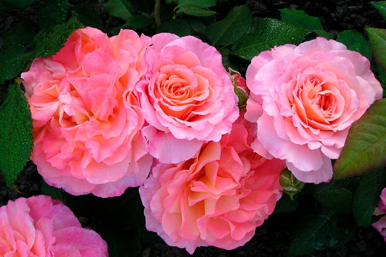 오거스타 루이스