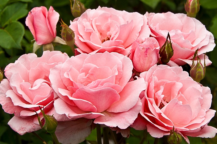 엘리자베스 여왕