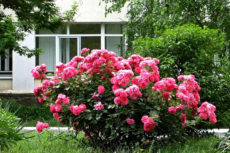 로사리움 주테르센